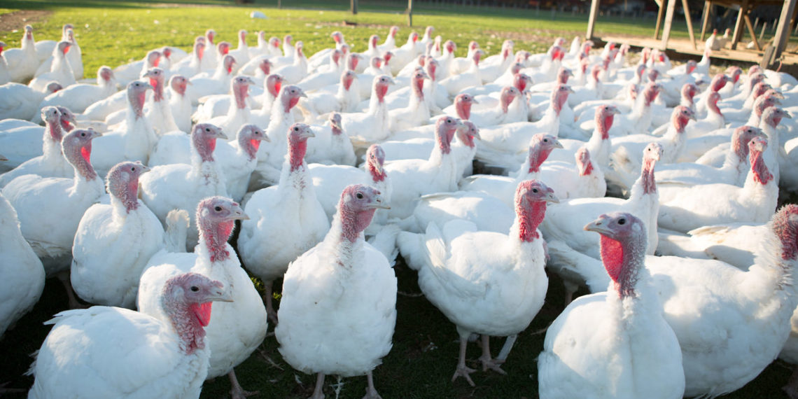 Птицеводство: содержание и разведение индюков