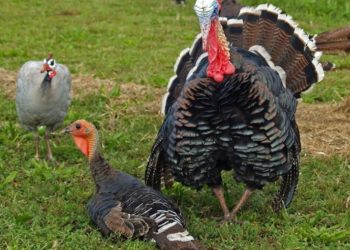 Как спариваются индюки?