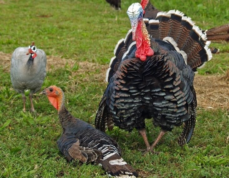 Как спариваются индюки?