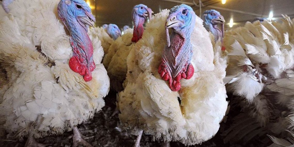 Птицеводство: содержание и разведение индюков