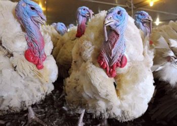Птицеводство: содержание и разведение индюков