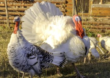 Какой вес взрослого индюка?