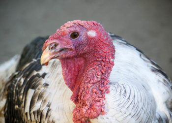 Желтый помет у индюков