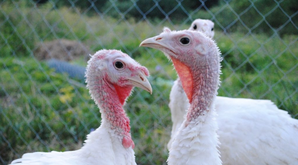 Желтый помет у индюков