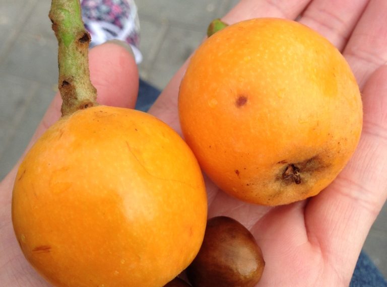 Азербайджанская мушмула