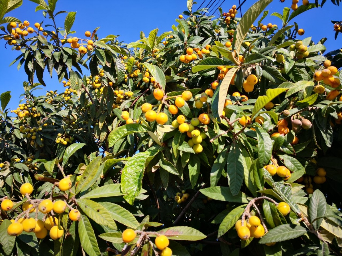 можно ли вырастить манго в россии