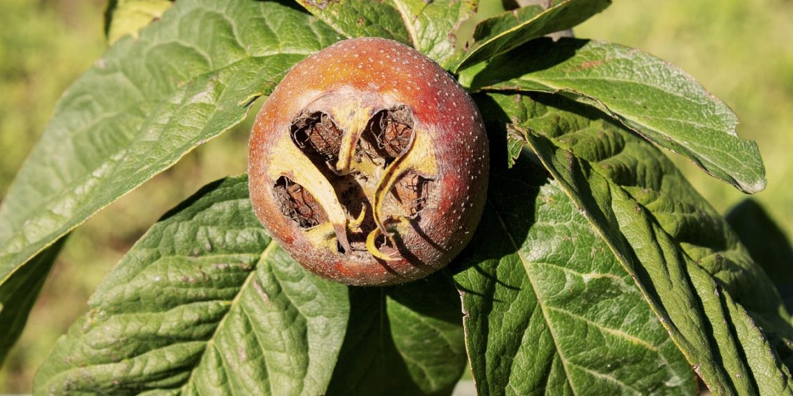 Аллергия на мушмулу