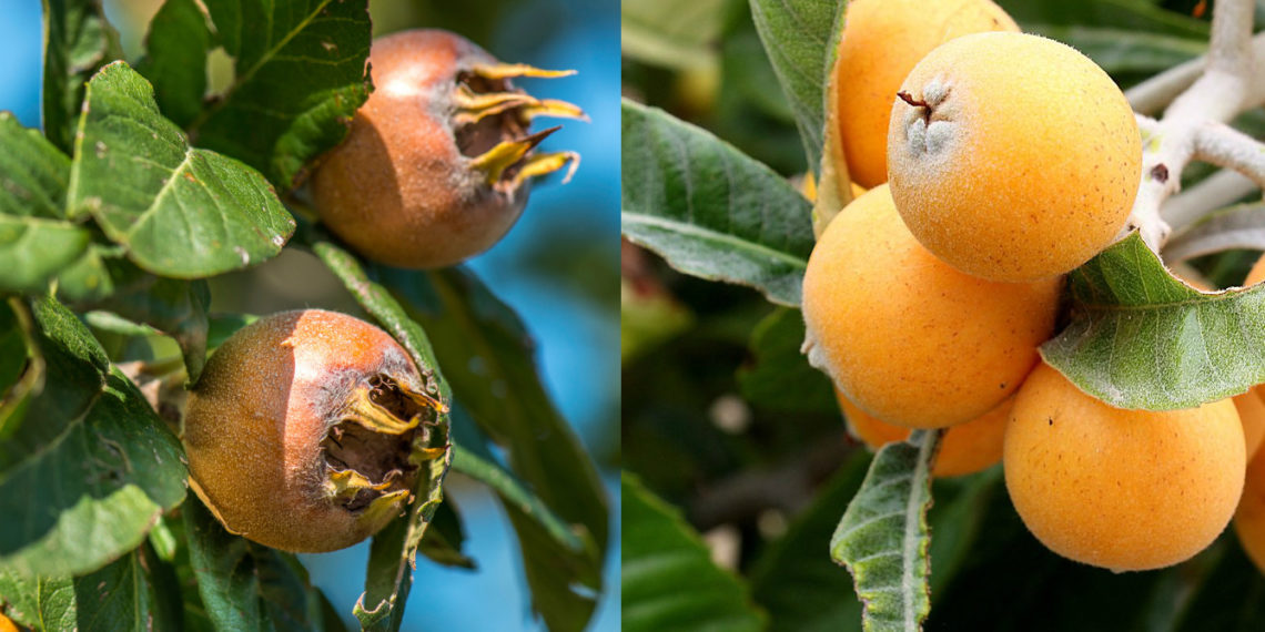 Как отличить мушмулу германскую от японской?