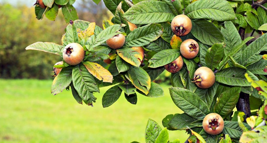 Германская мушмула