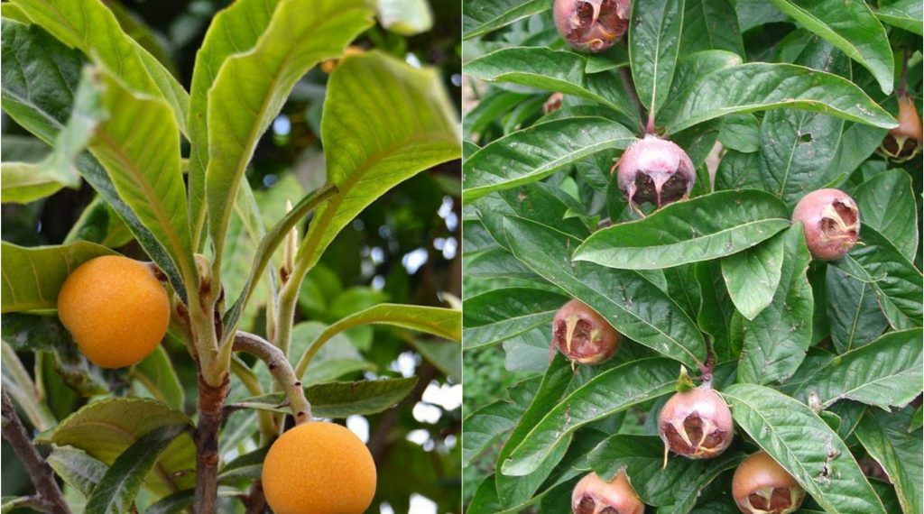 Аллергия на мушмулу