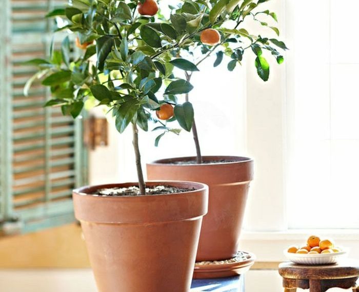 Мушмула из семян в домашних условиях