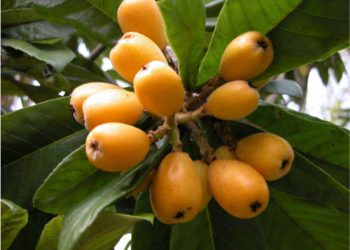 Грузинская мушмула