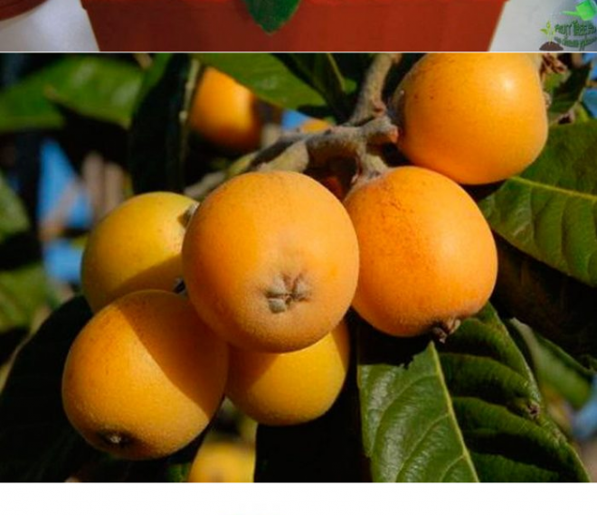 Как вырастить мушмулу из косточки?