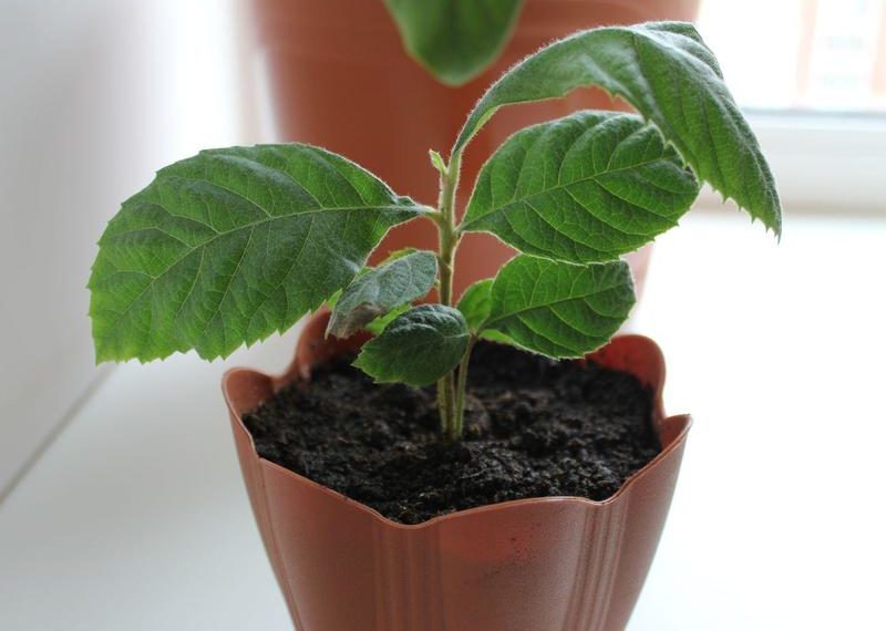 Мушмула дома в горшке