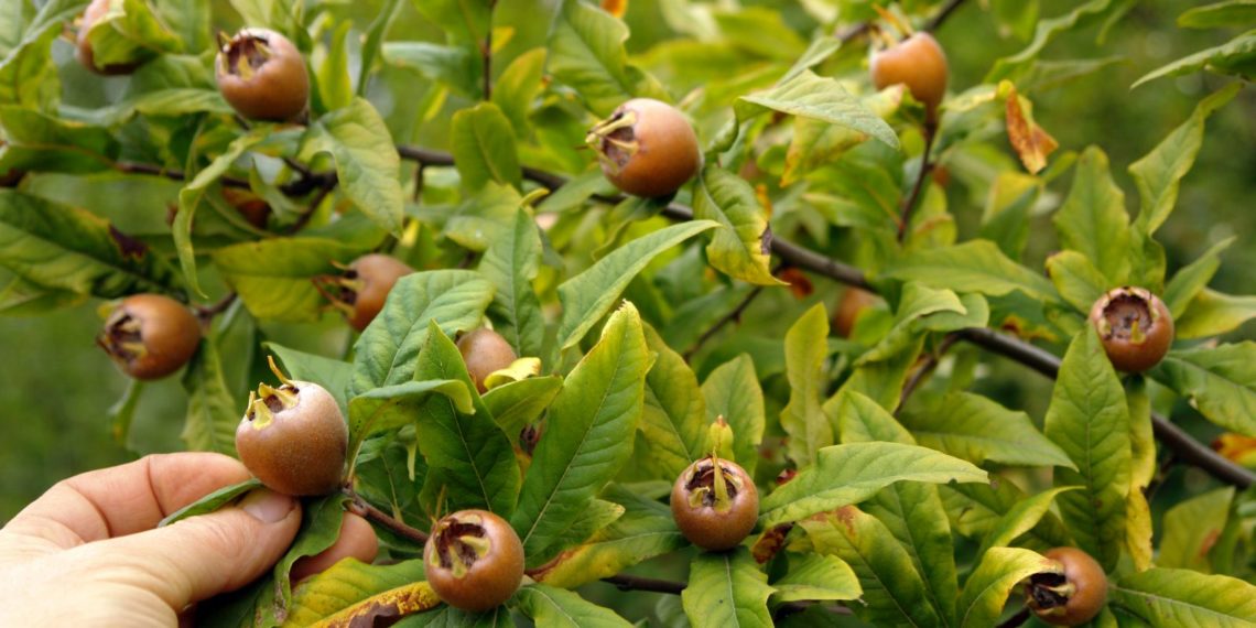 Мушмула кавказская