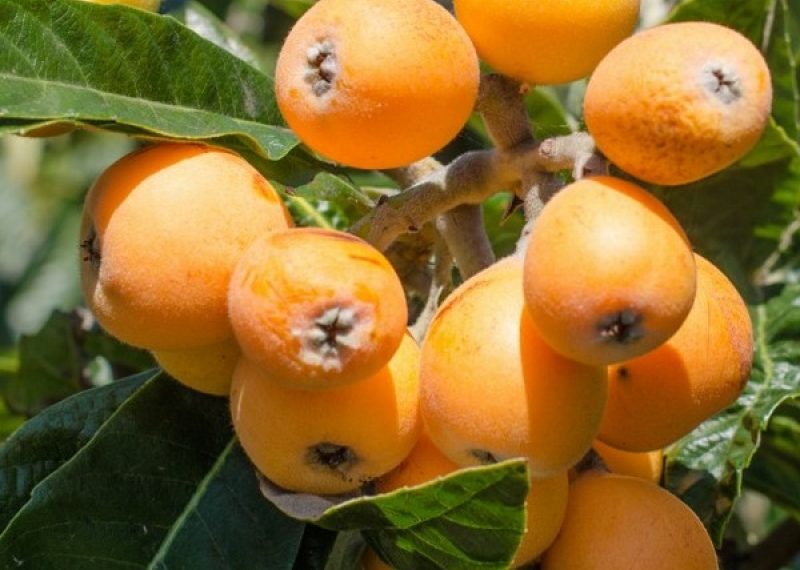 Мушмула сорта "Морозко"