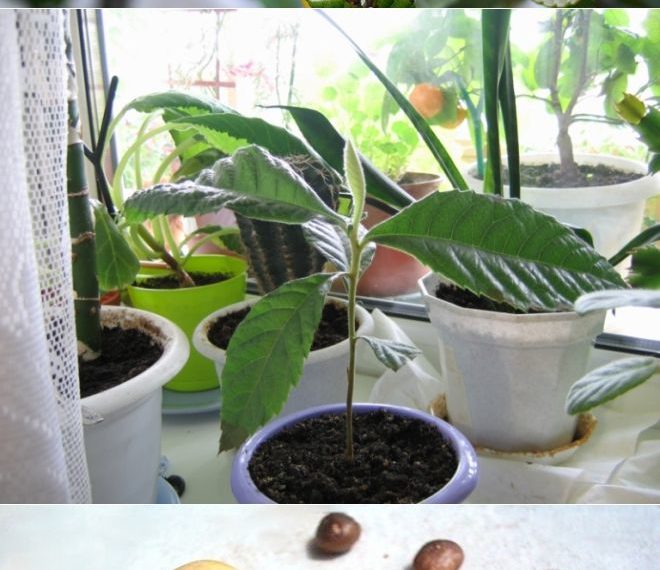 Мушмула из семян в домашних условиях