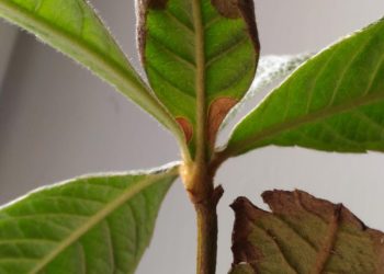 Что делать если сохнут листья мушмулы?