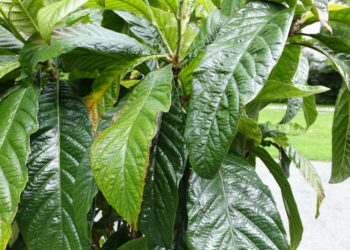 Пересадка мушмулы в домашних условиях