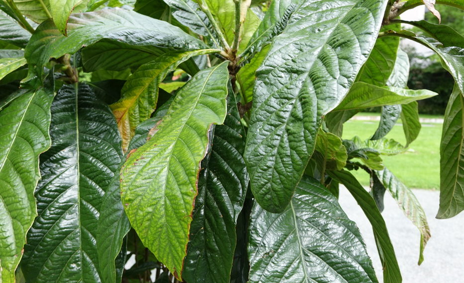 Пересадка мушмулы в домашних условиях