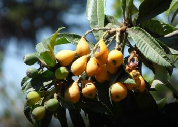 Турецкая мушмула