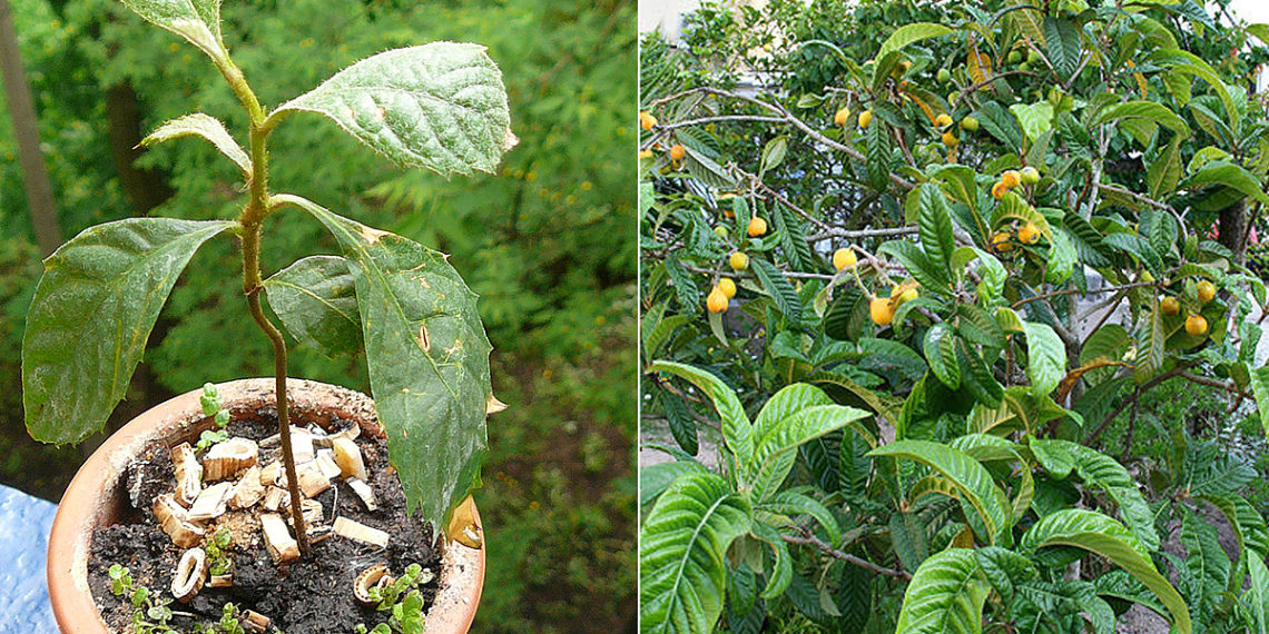 Пересадка мушмулы в домашних условиях