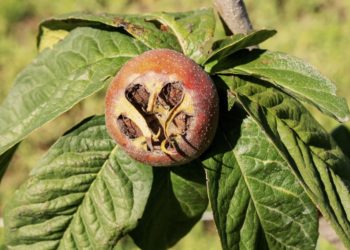 Обрезка мушмулы