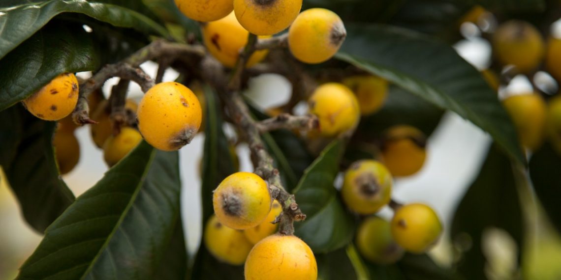 Мушмула - это что за фрукт?