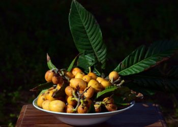 Морозостойкость японской мушмулы