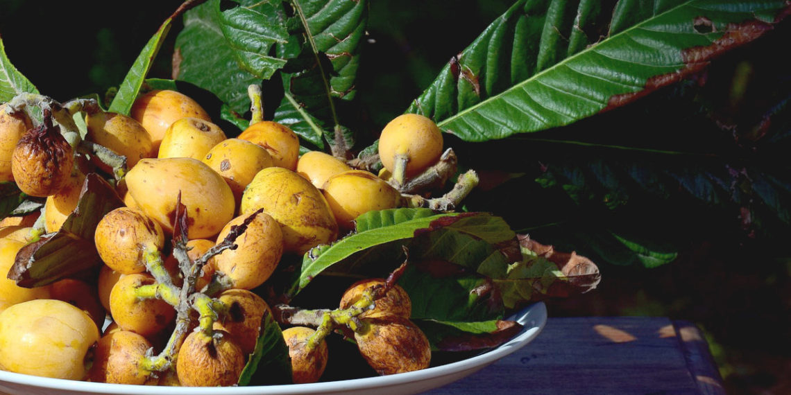 Узбекская мушмула