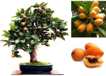 Мушмула росток