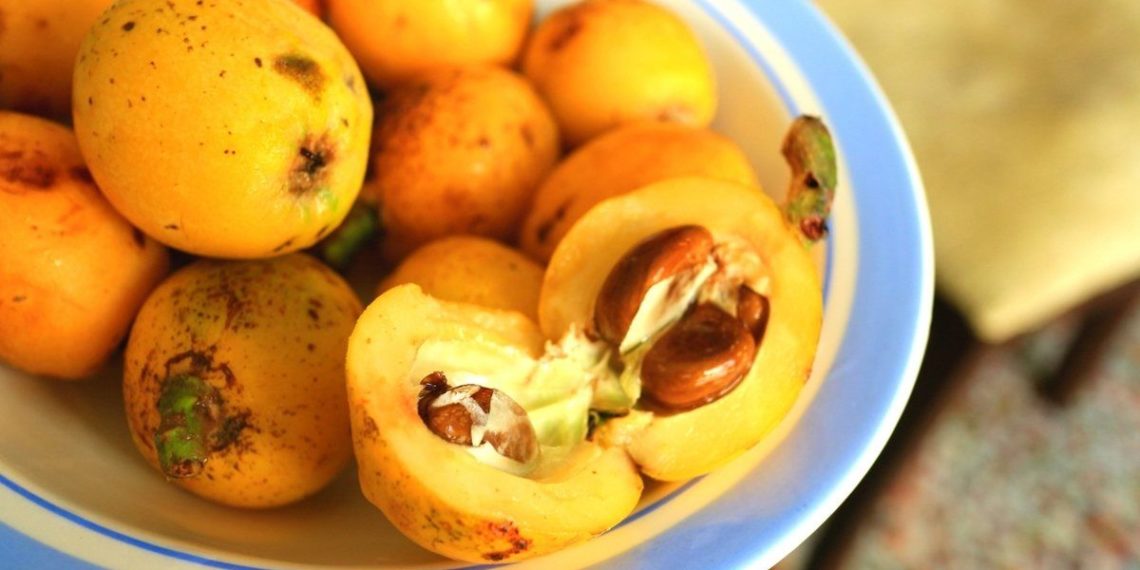 Узбекская мушмула