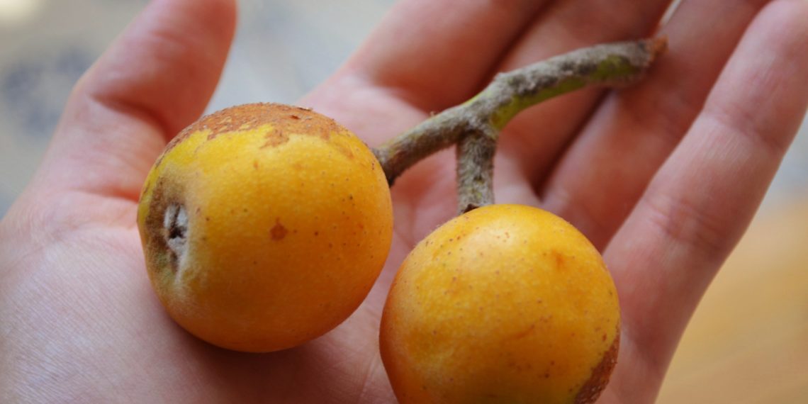 Когда сезон мушмулы?