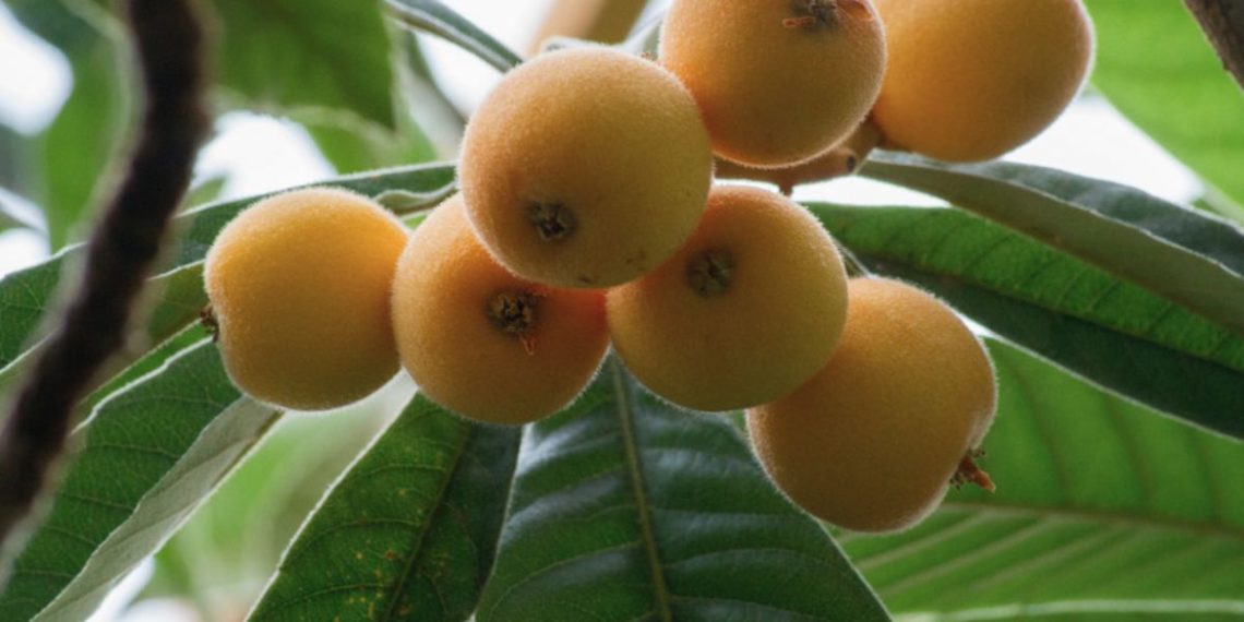 Узбекская мушмула