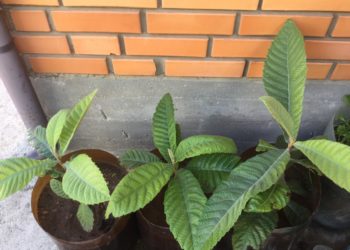 Подкормка для мушмулы дома