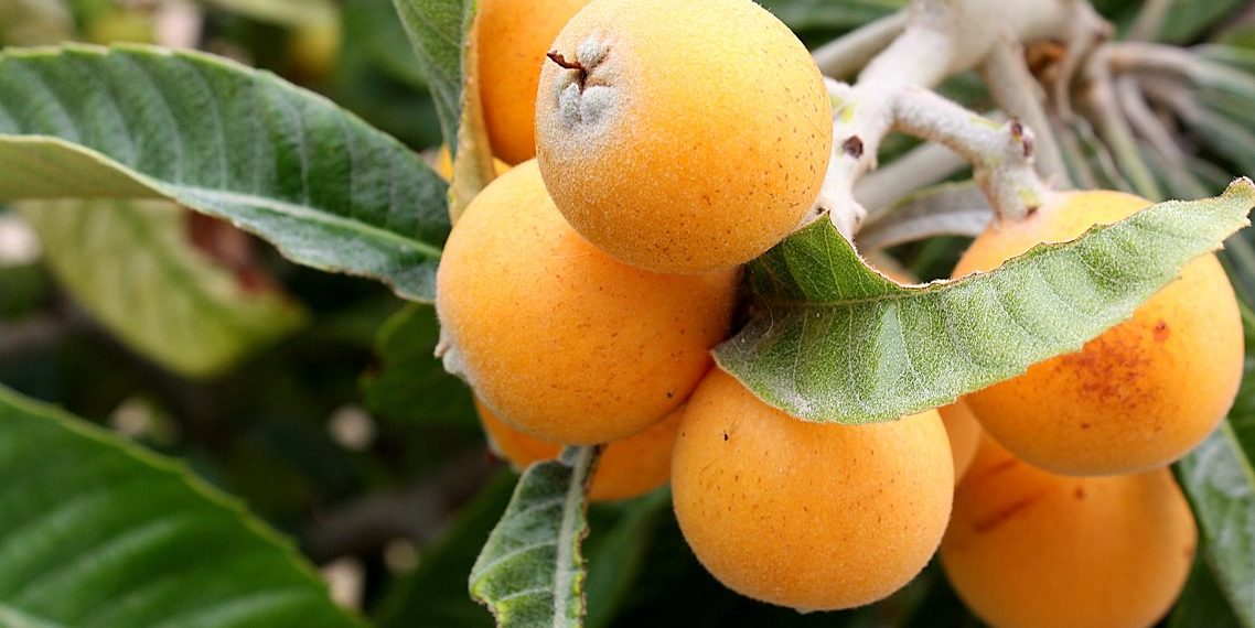 Узбекская мушмула