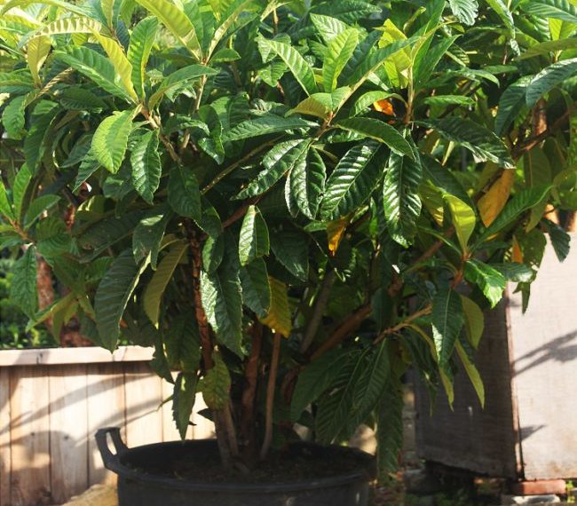 Пересадка мушмулы в домашних условиях