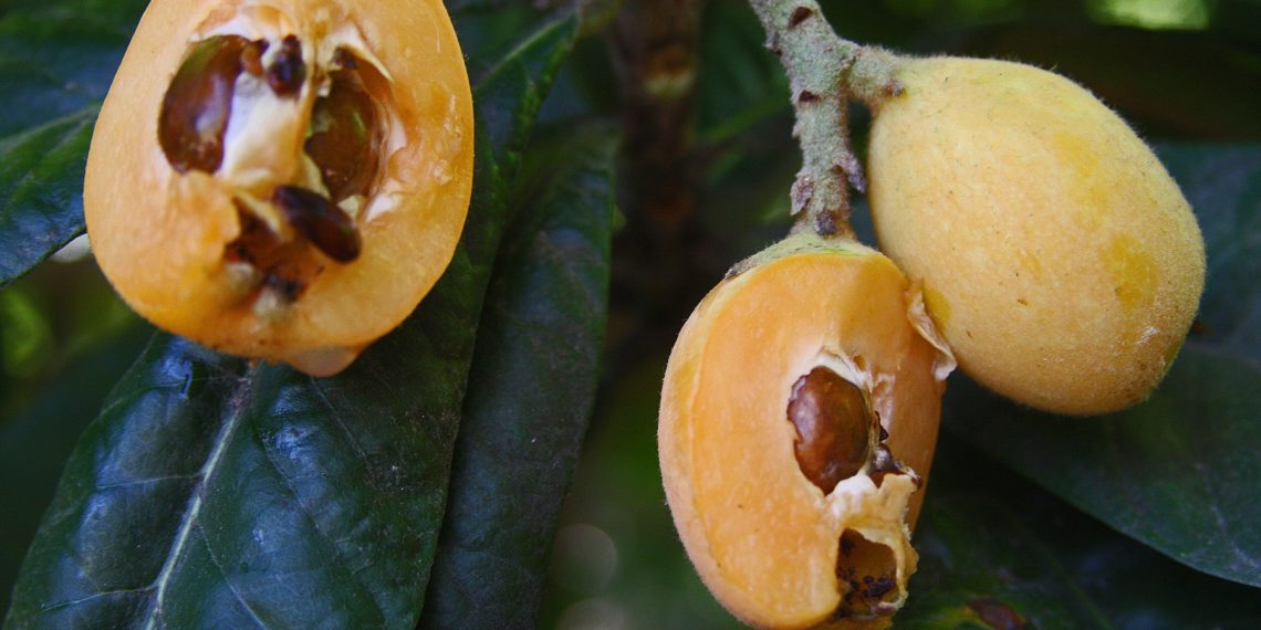 Размножение мушмулы