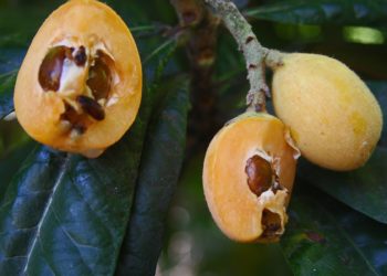 Размножение мушмулы