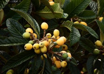 Японская мушмула