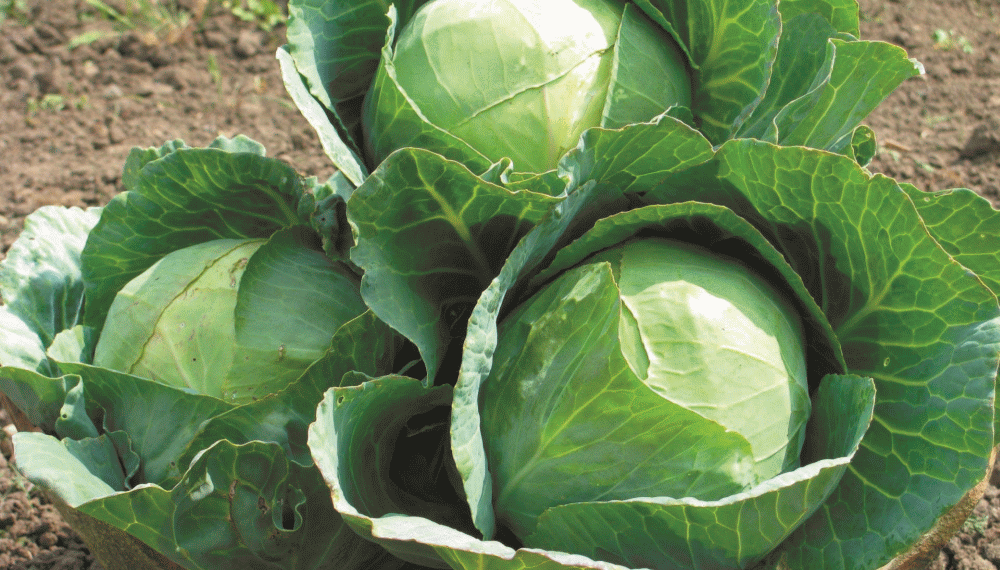 Капуста Агрессор