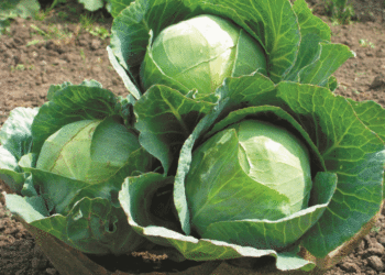 Капуста Агрессор