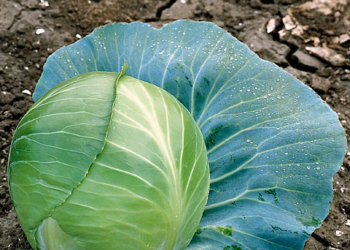 Капуста Амагер