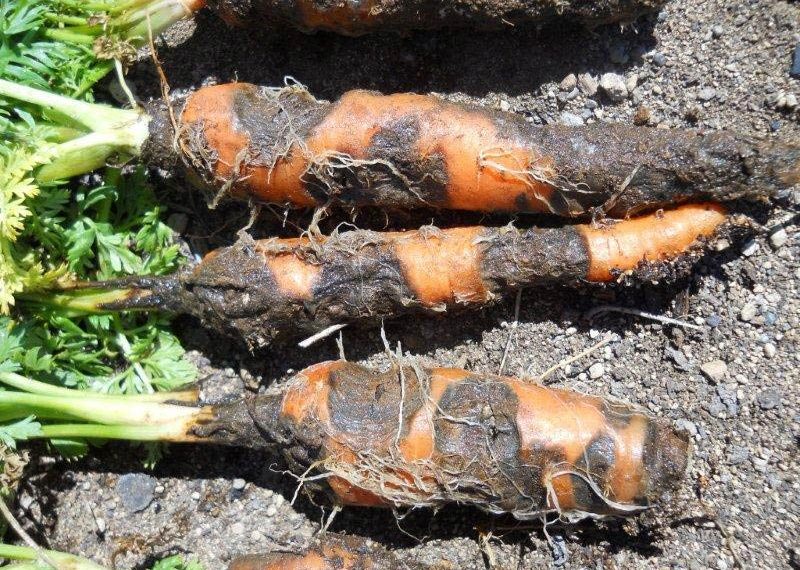 Болезни моркови