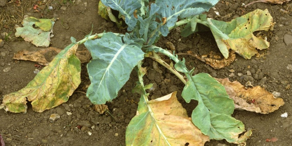 Болезни капусты