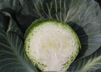 Капуста Атрия