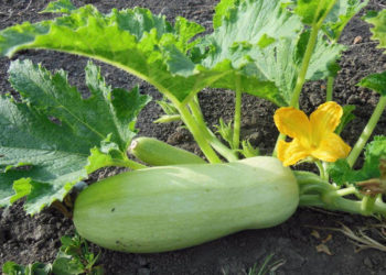 Гниют кабачки