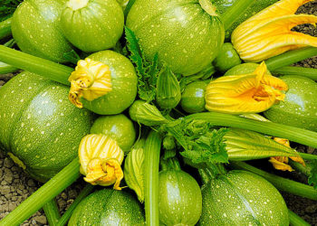 Круглый кабачок