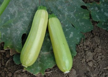 Кабачок Искандер