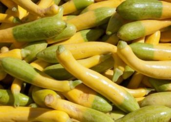 Кабачок Нежный зефир